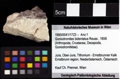 Foto (Objket + Etiketten) von Prosopon verrucosum (Reuss, 1858) 